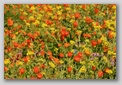 fiore di sicilia