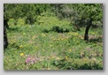valle dei tempi - agrigento