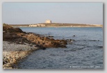 Raguse cap passero