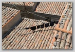 Gangi