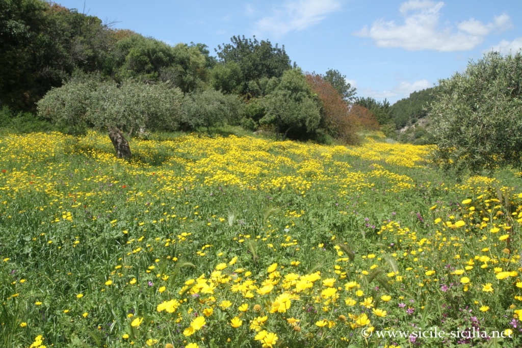 Environs de Castelluccio, Sicile