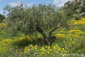 Castelluccio, Sicile