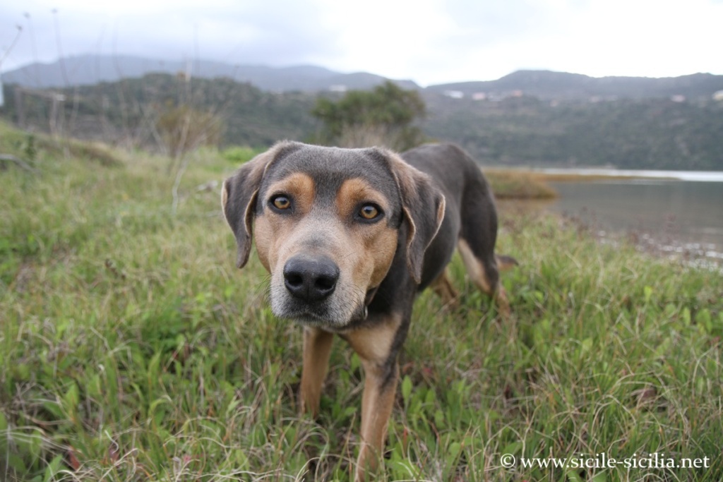 Chien du lac Miroir de Vénus, Pantelleria, Sicile
