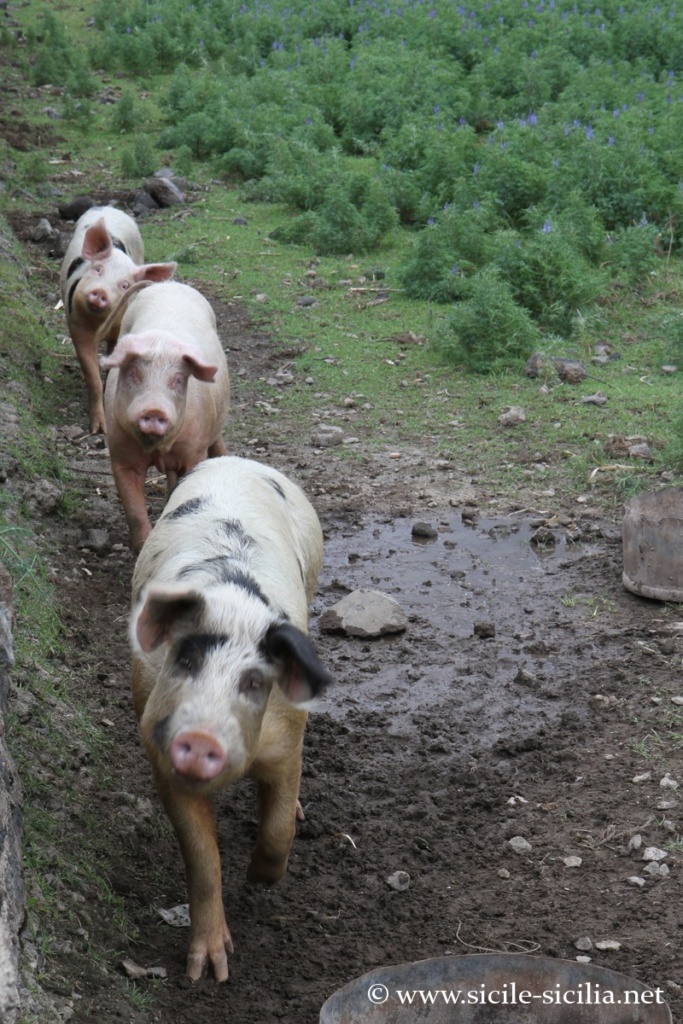 Cochons de Pantelleria