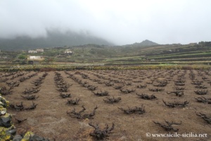 Vignes de Pantelleria