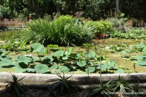 Jardin botanique de Palerme