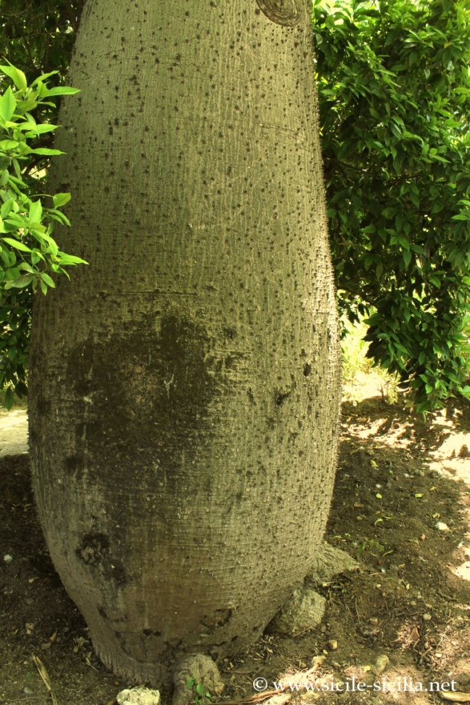 Jardin botanique de Palerme