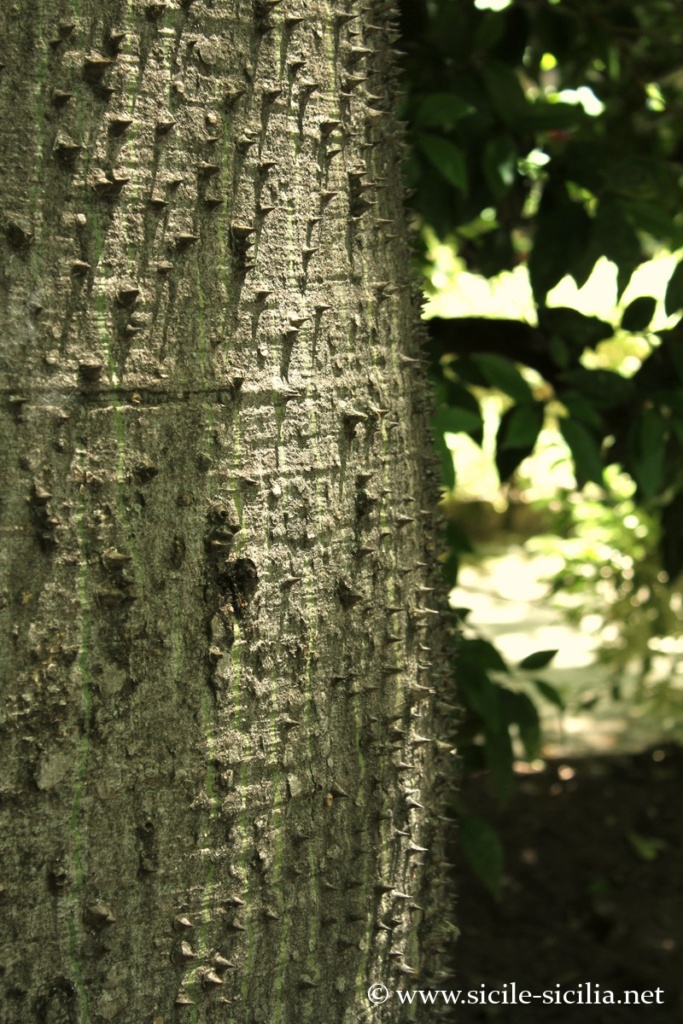 Jardin botanique de Palerme