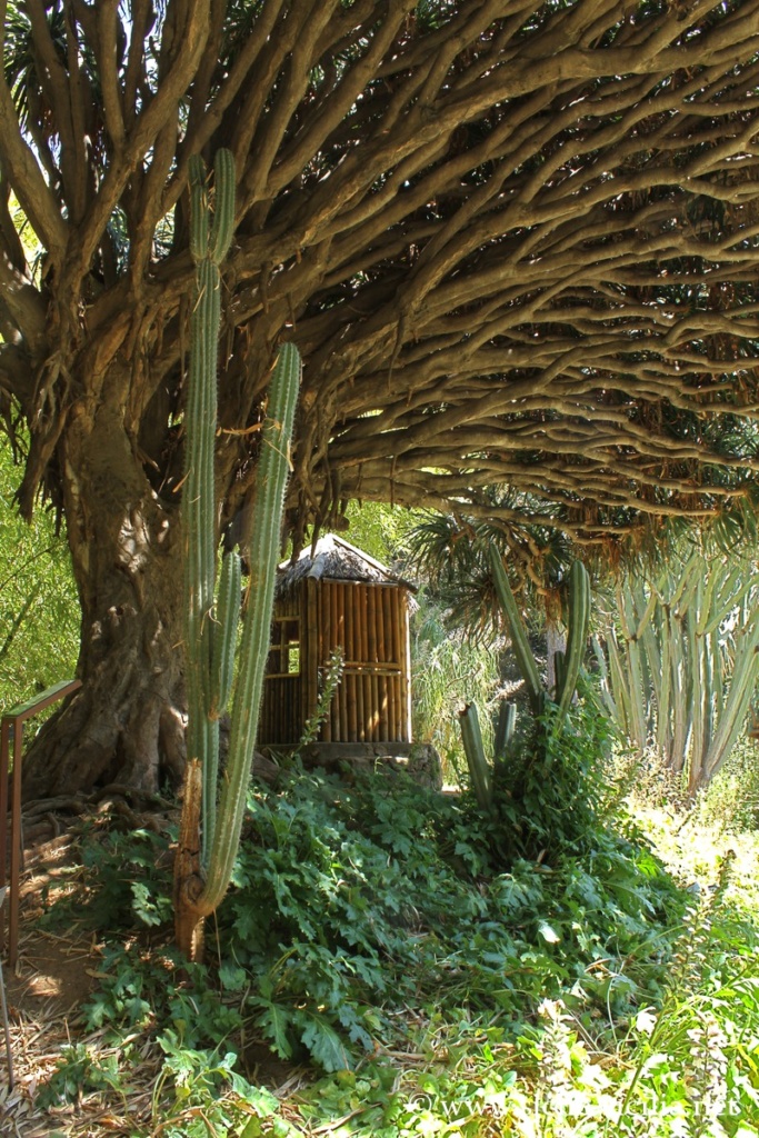 Jardin botanique de Palerme
