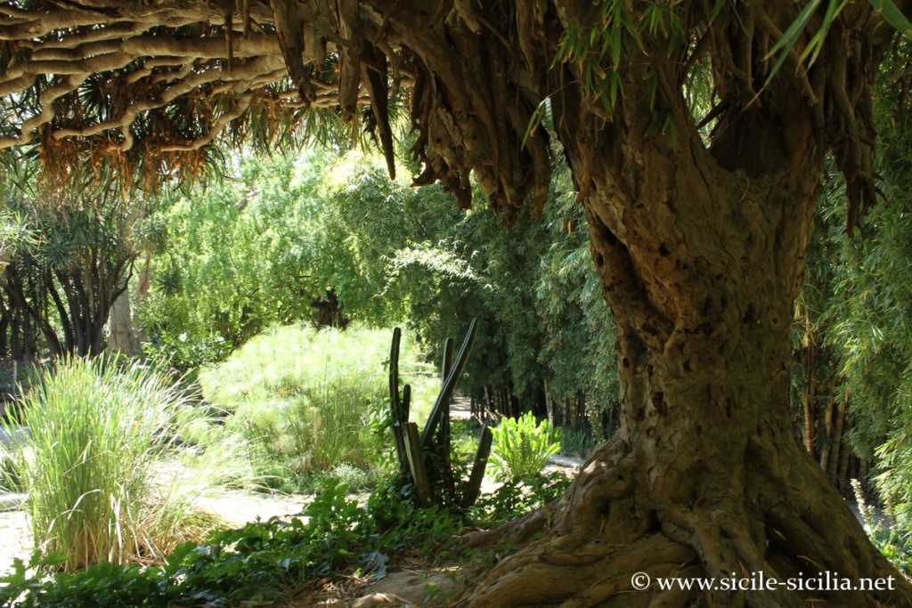 Jardin botanique de Palerme
