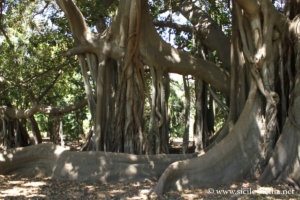 Jardin botanique de Palerme