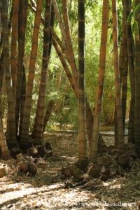 Jardin botanique de Palerme