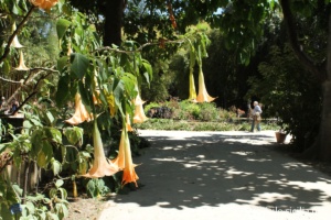 Jardin botanique de Palerme