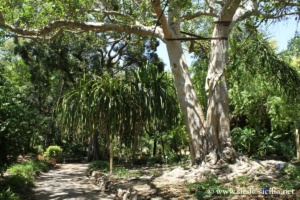 Jardin botanique de Palerme