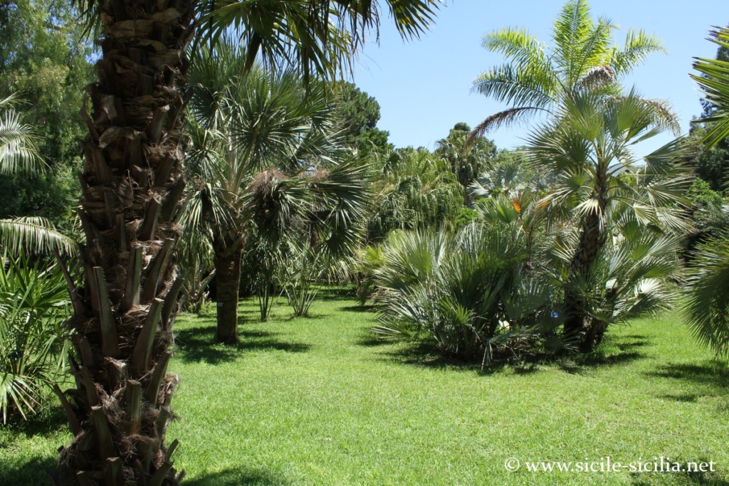 Jardin botanique de Palerme