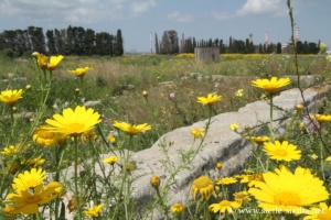 Site archéologique de Megara Hyblae, Sicile