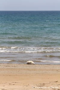 Plage de Tre Fontane, Sicile