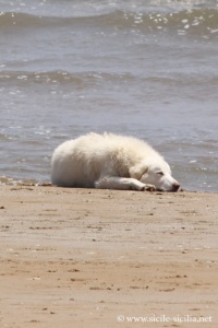 Plage de Tre Fontane, Sicile