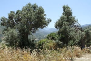 Alesa Arconidea en Sicile