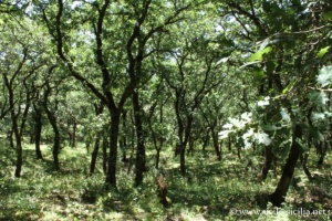 Bois de Ficuzza, Sicile
