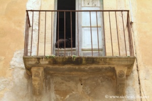 Chat du centre historique de Salemi