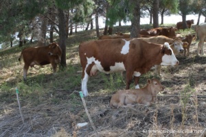 Château de la Margana en Sicile