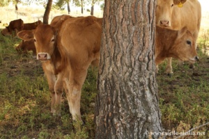 Château de la Margana en Sicile