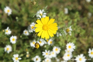 Fleurs de la Cava d'ISpica