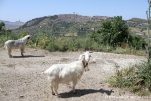 Monte dei Cavalli, Sicile