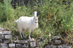 Monte dei Cavalli, Sicile