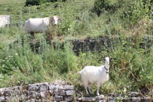Monte dei Cavalli, Sicile