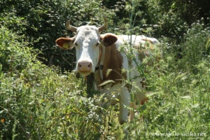 Un indigène de la Cava d'Ispica, Sicile