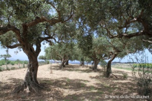 Oliviers sur l'île de Motyé, Sicile