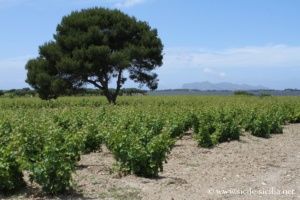 Vignes sur l'île de Motyé