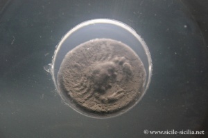 Drachme d'Himère, Laetia