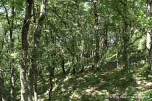 Bois de Malabotta en Sicile