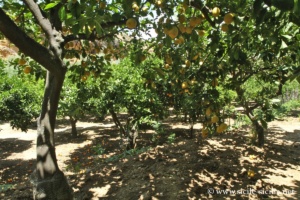 Jardin de la Kolymbethra, Vallée des Temples d'Agrigente
