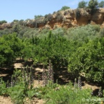 Jardin de Kolymbethra à Agrigente