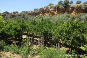 Jardin de Kolymbethra à Agrigente
