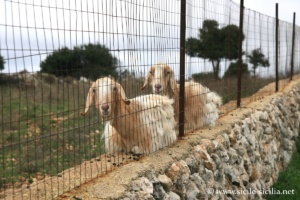 Chèvres près de Ferla