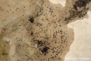 Lacs de la réserve de Cavagrande