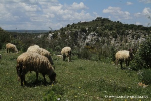 Sentier Carrubella, Paroi sud, Cavagrande