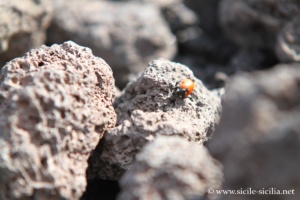 Excursion sur l'Etna