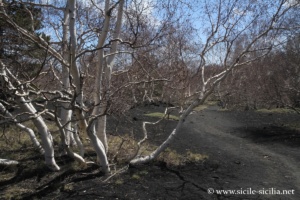 Mont Sartorius, Mont Frumento, Etna