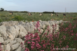 Environs de la Grotta delle Trabacche, Raguse