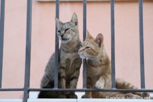 Chats top models de Raguse