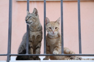 Chats top models de Raguse