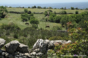 Murs en pierre sèche des Monts Hybléens vers le Mont Finocchito, Sicile