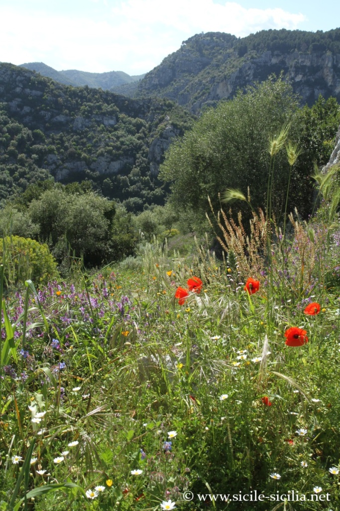 Vers San Nicolicchio, côté sud, Pantalica