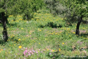 Vallée des Temples, Agrigente